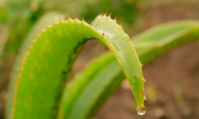 Aloe Vera: An Elixir For Constipation & IBS - Ojus Life